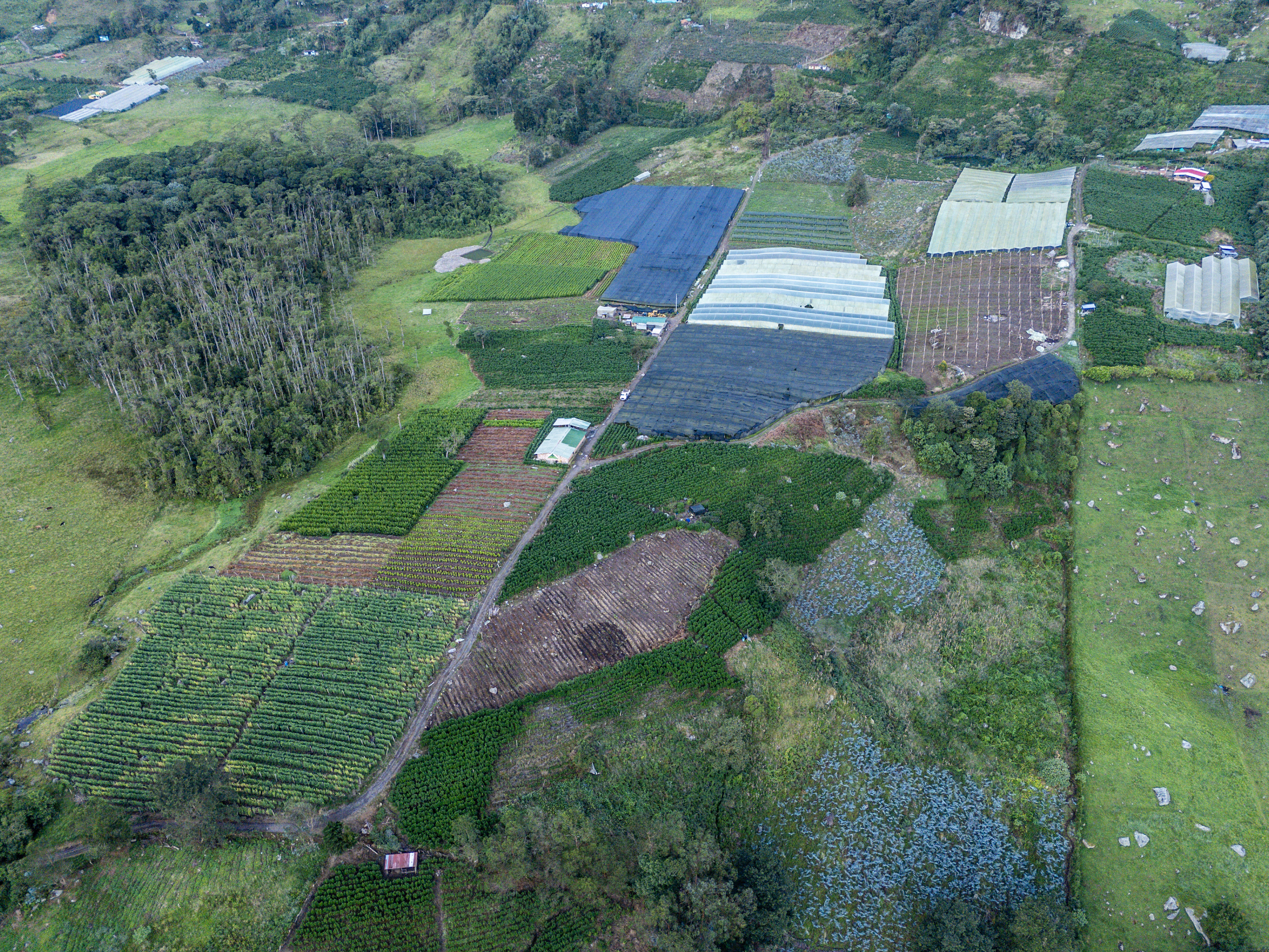 follajes naturales Monteverde